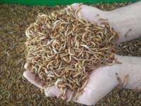 گزارشی از پروژه تحقیقاتی استفاده از میل‌ورم در جیره غذایی آبزیان در مرکز تحقیقات ملی آبزیان آب‌های شور