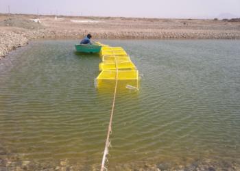 بررسی امکان پرورش ماهی تیلاپیا درقفس در برخی منابع آبی (استخرهای پرروش و ذخیره آب کشاورزی) حوزه بافق